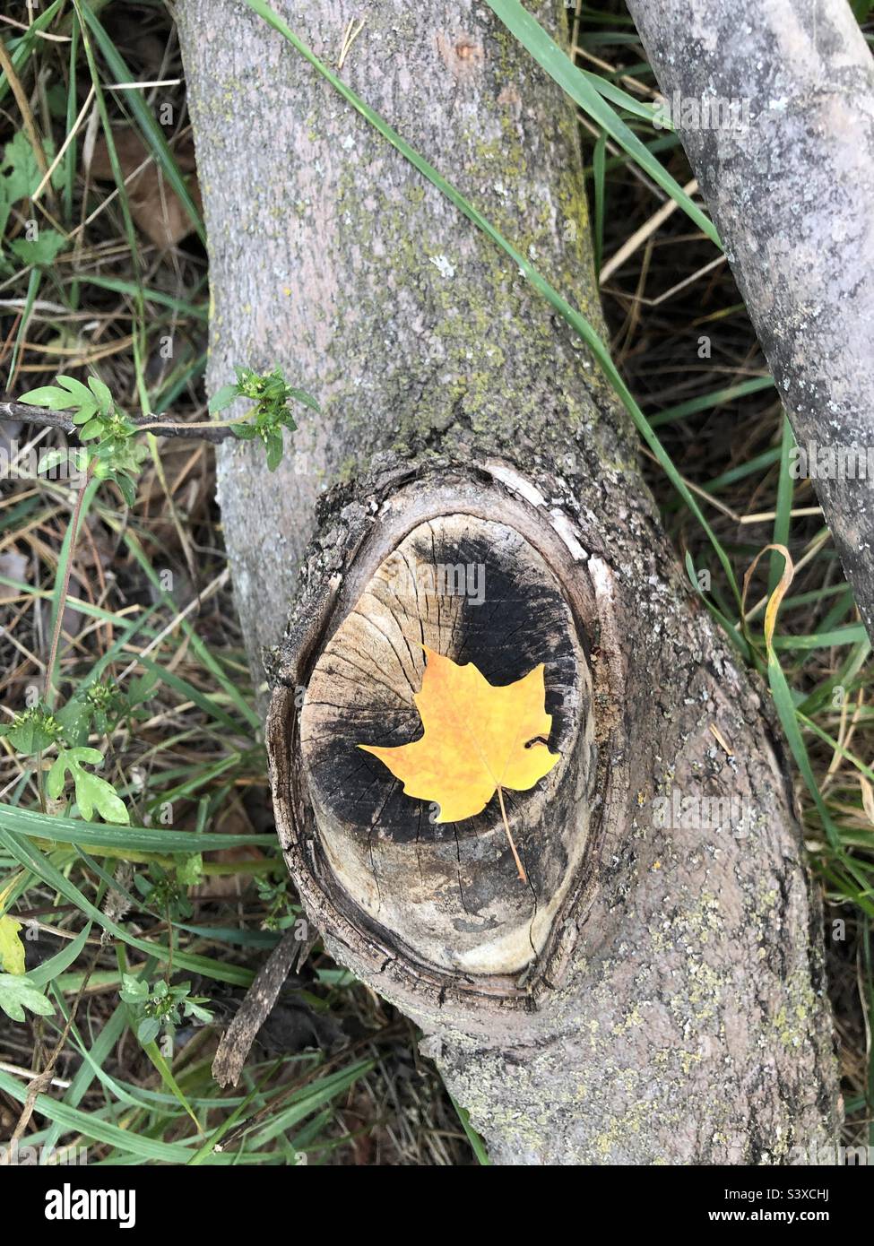 Feuille d'érable jaune. - Image de stock capturée avec un smartphone