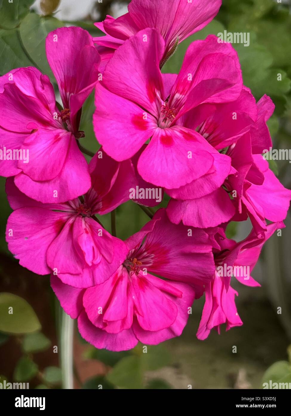 Fleur et feuilles de géranium de pélargonium rose chaud. Feuille verte zonale. Banque D'Images
