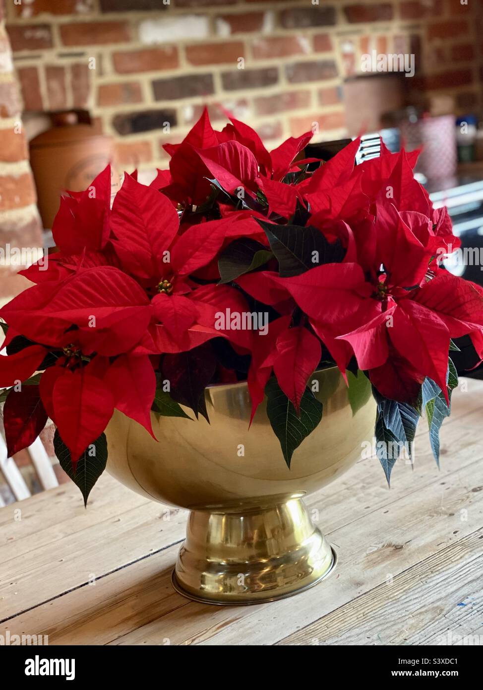Fleur de poinsettia de Noël Banque D'Images