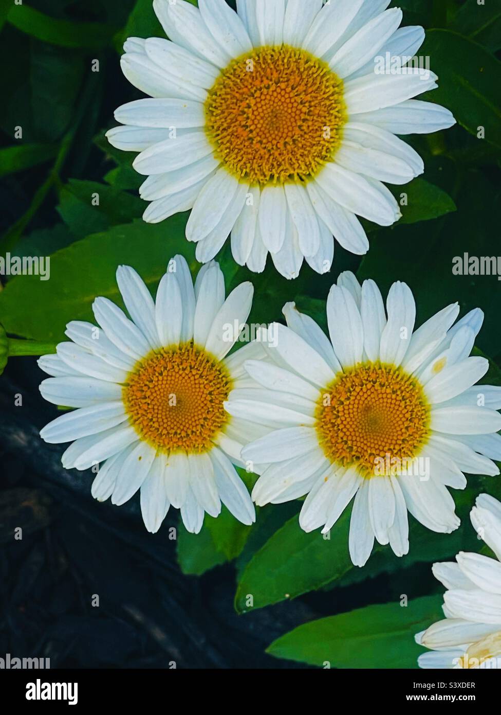 Amoureux des plantes Banque D'Images