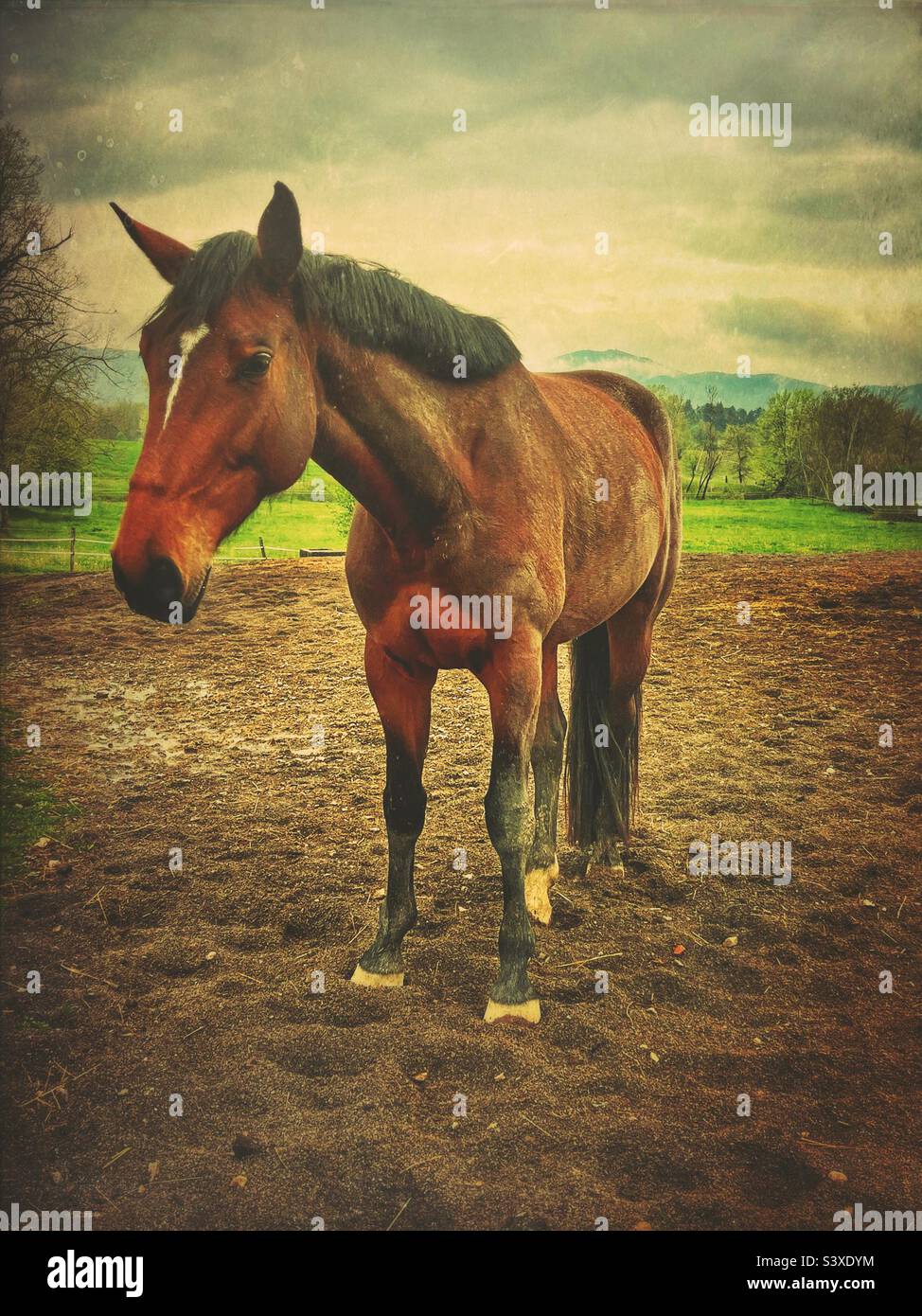 Cheval brun avec inscriptions blanches sur le visage - Image de stock capturée avec un smartphone