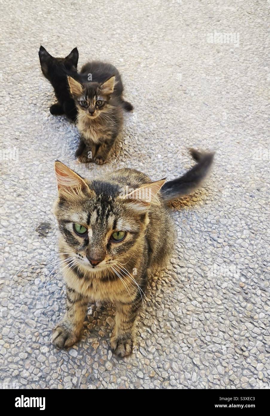 Un chat mignon avec ses chatons. Banque D'Images