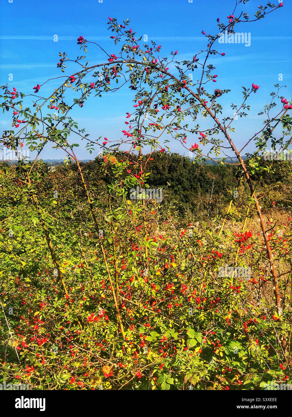 Hanche rose sauvage avec baies rouges dans Winchester Hampshire Royaume-Uni Banque D'Images