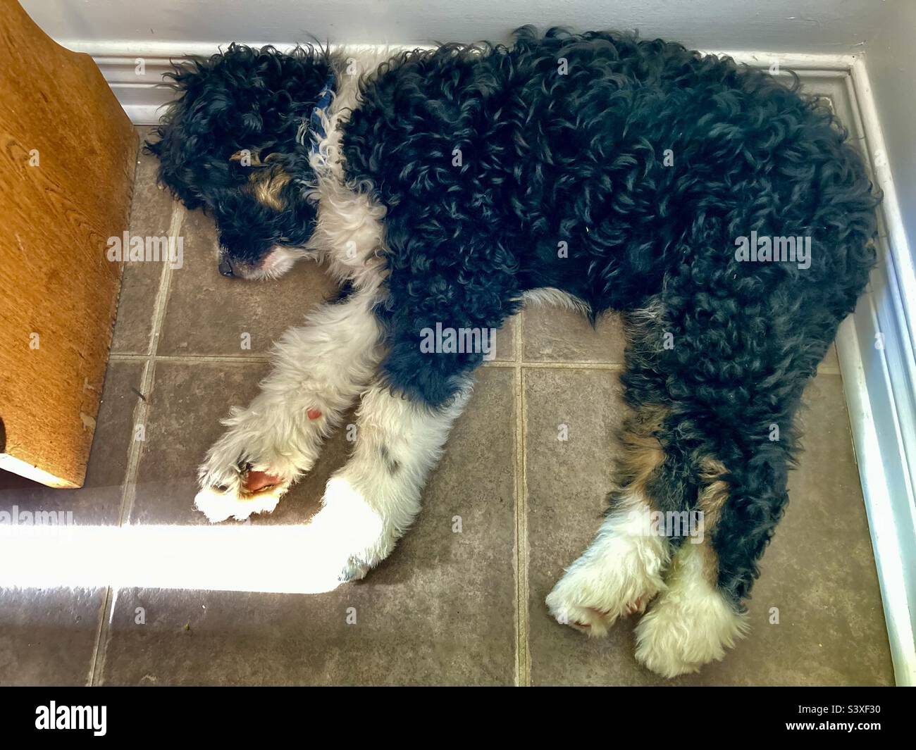 Le chiot ressemble à un sabre laser. - Image de stock capturée avec un smartphone