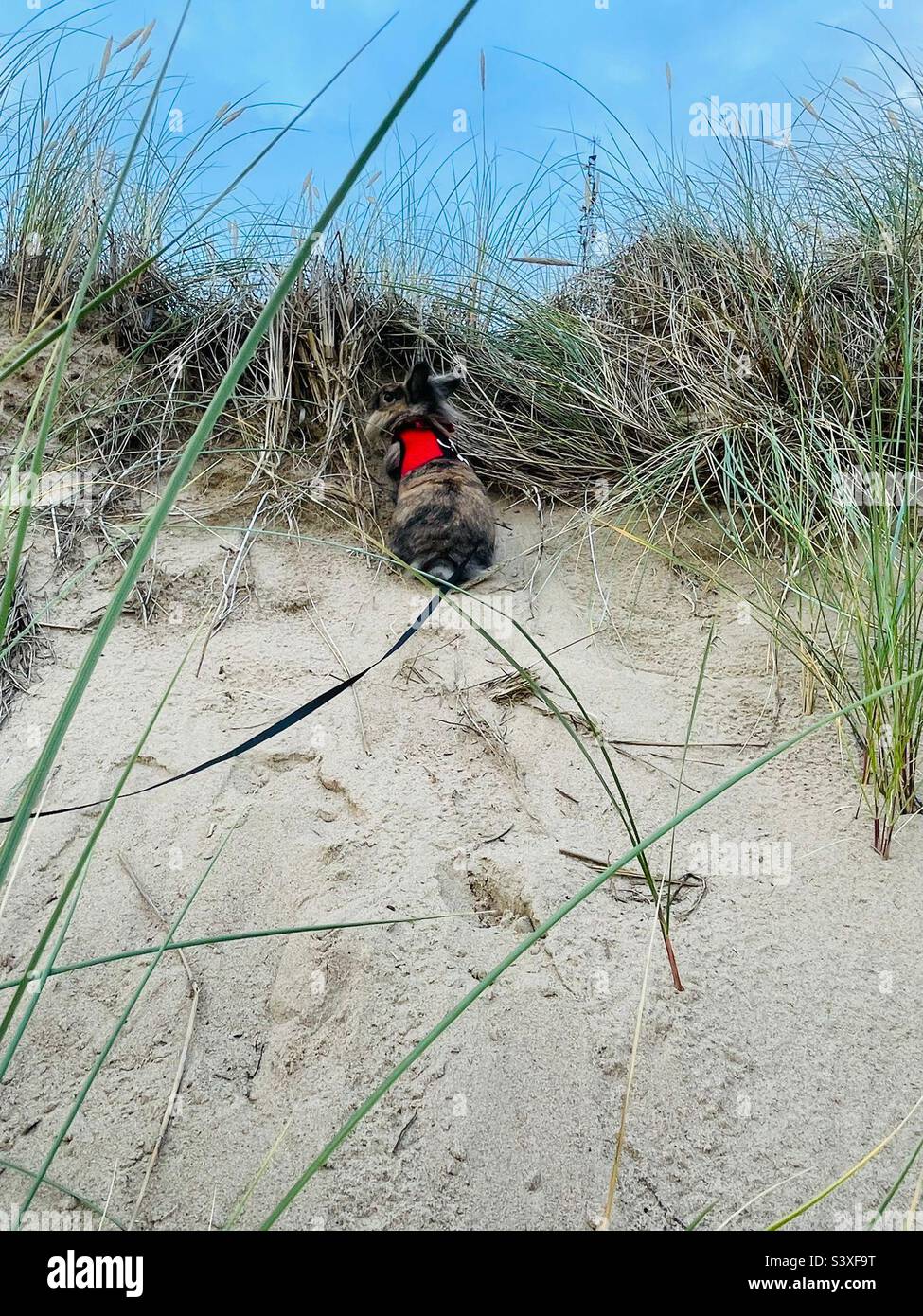 Lapin pour animaux de compagnie sur la plage de la Baltique Banque D'Images