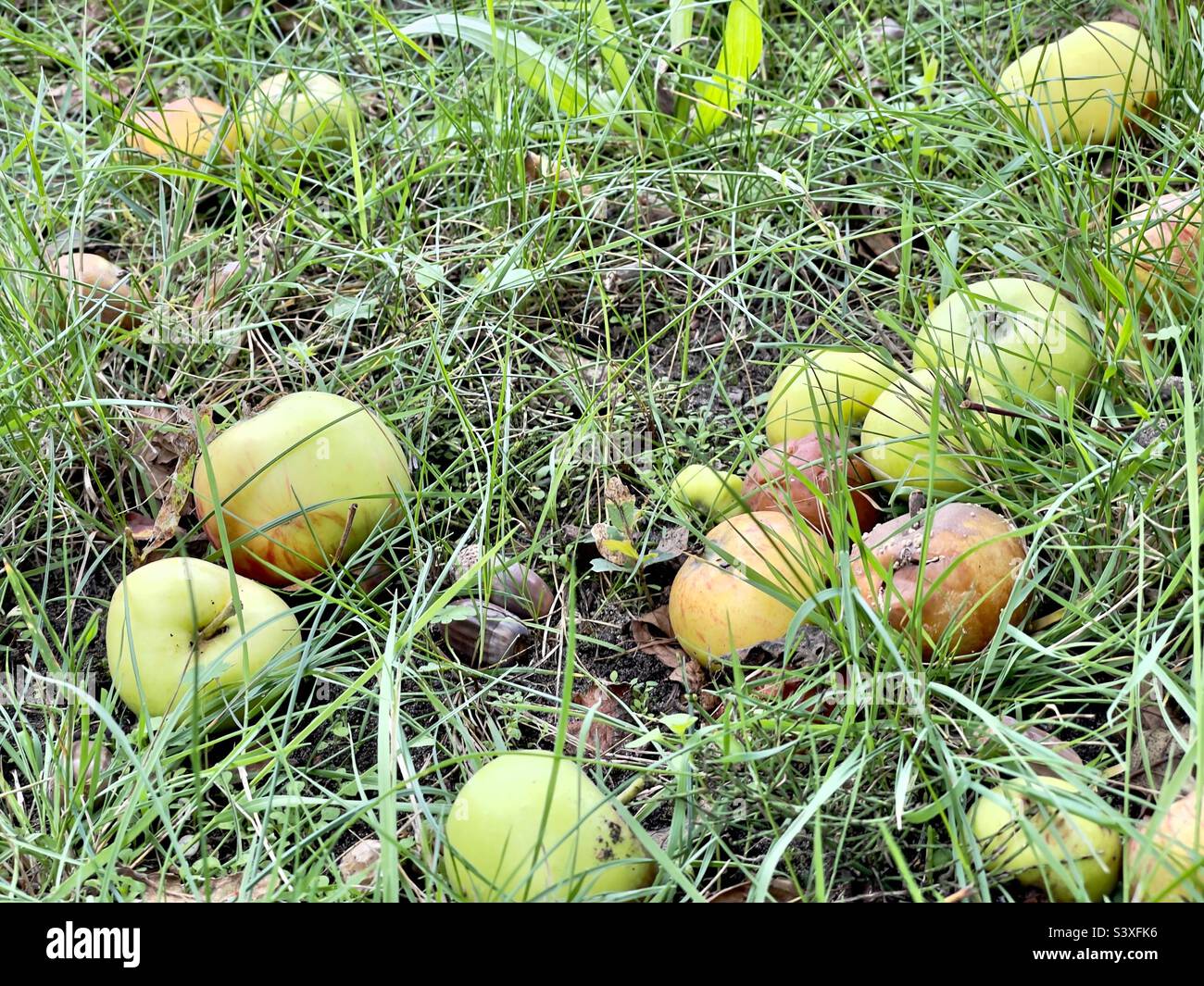 Les pommes tombées dans l'herbe Banque D'Images