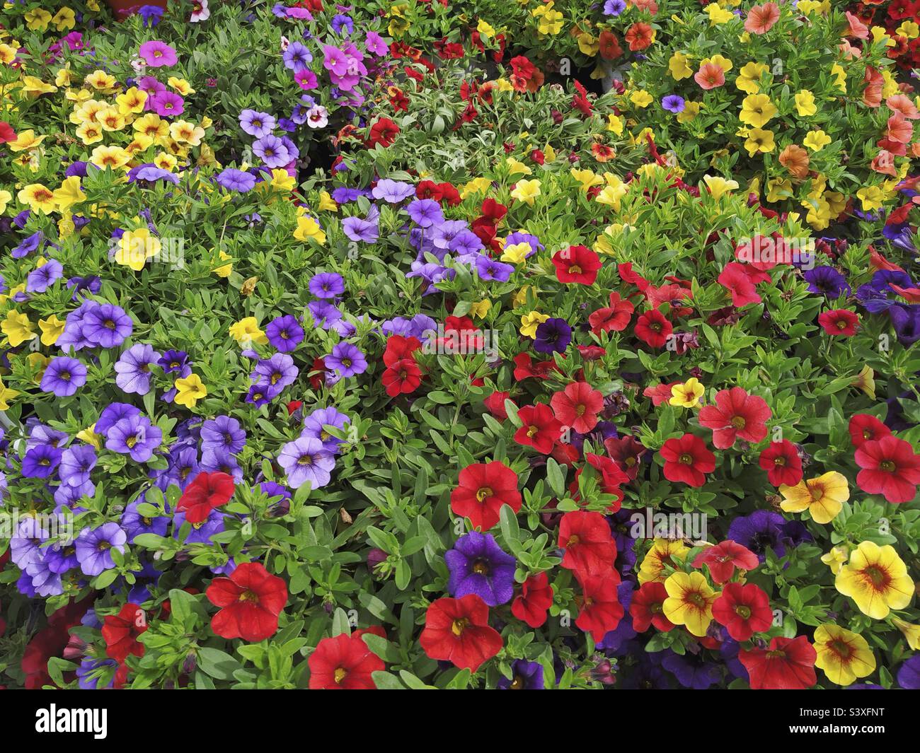 Pétunia millions de cloches. Calibrachoa. Banque D'Images