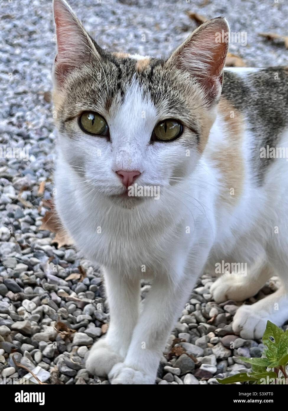 Chat Blanc Avec Des Taches Grises Banque De Photographies Et D Images A Haute Resolution Alamy Chat Blanc Avec Des Taches Grises Banque De Photographies Et D Images A Haute Resolution Alamy