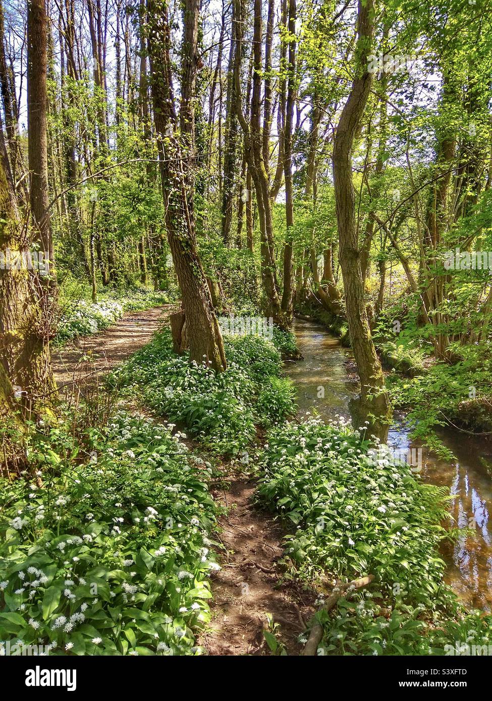 Fleurs d'ail sauvages en bordure de ruisseau et de sentier dans un Hampshire Royaume-Uni - Image de stock capturée avec un smartphone