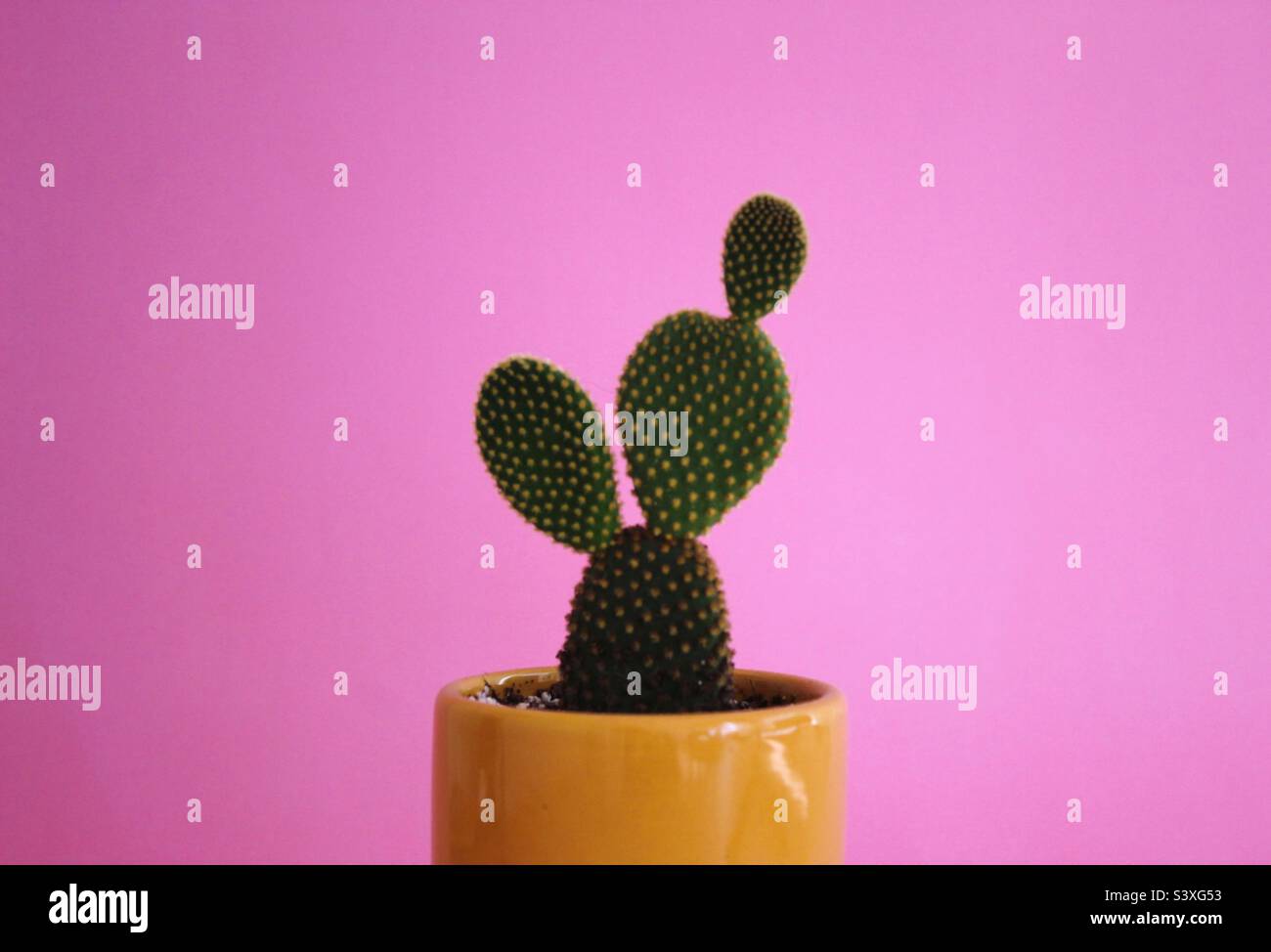 Cactus Banque D'Images