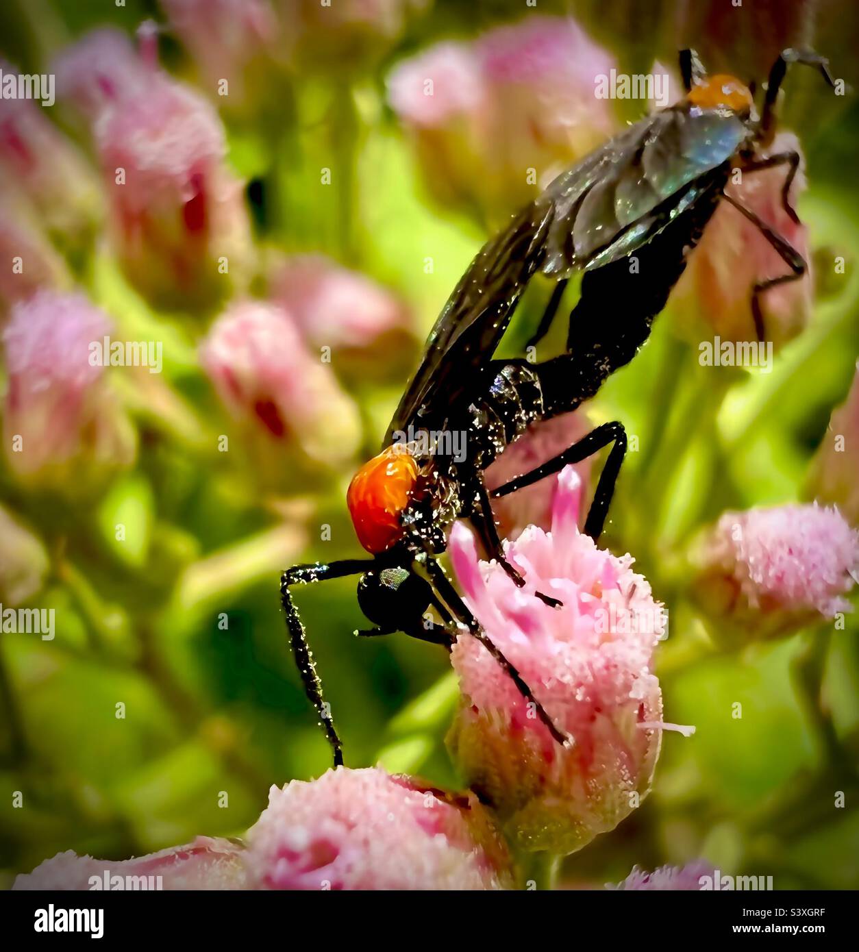 Gros plan et personnel lovebug noir avec un partenaire se nourrissant d'une fleur rose dans les bois de la Géorgie du Sud. Banque D'Images