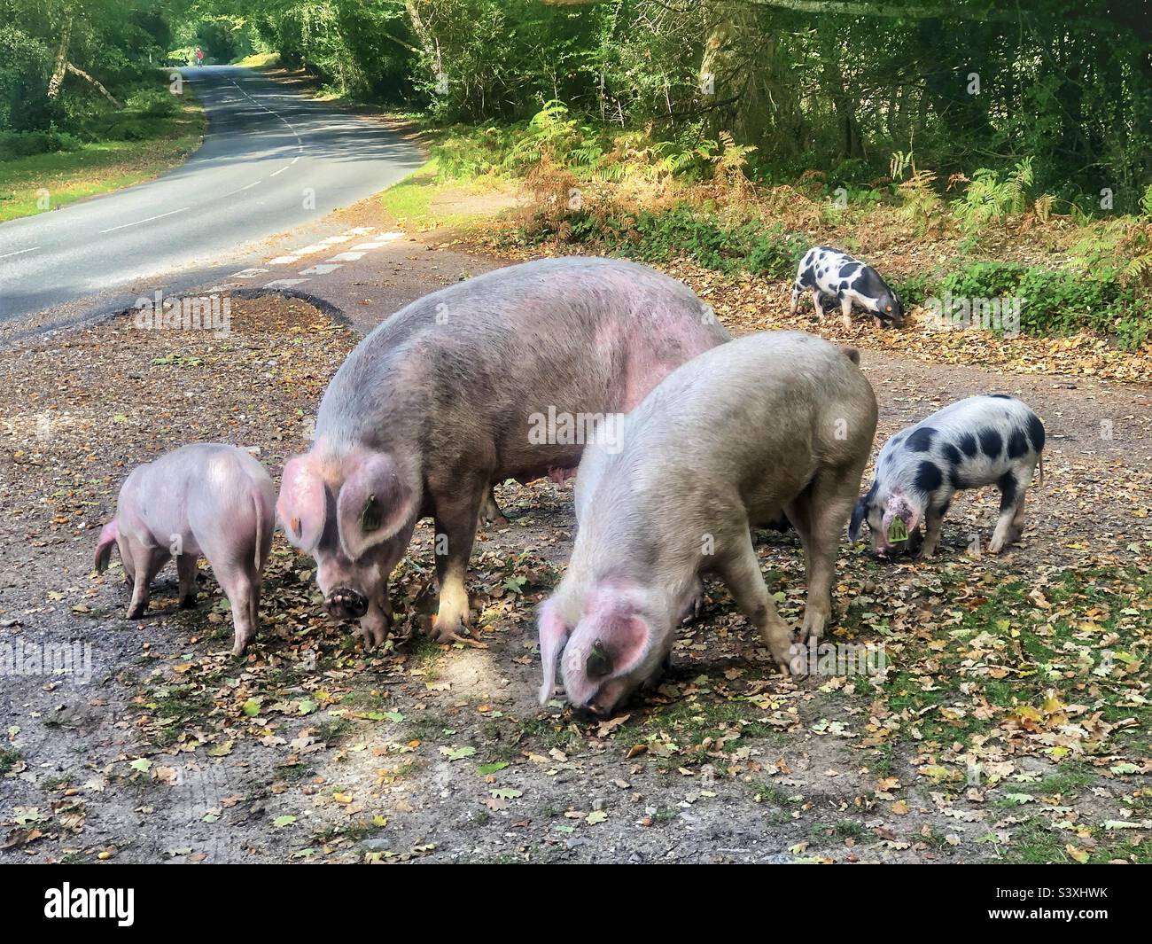 Porcs avec porcelets pendant la saison de la Pannage d'automne libérant des porcs domestiques dans le parc national de la Nouvelle forêt Banque D'Images
