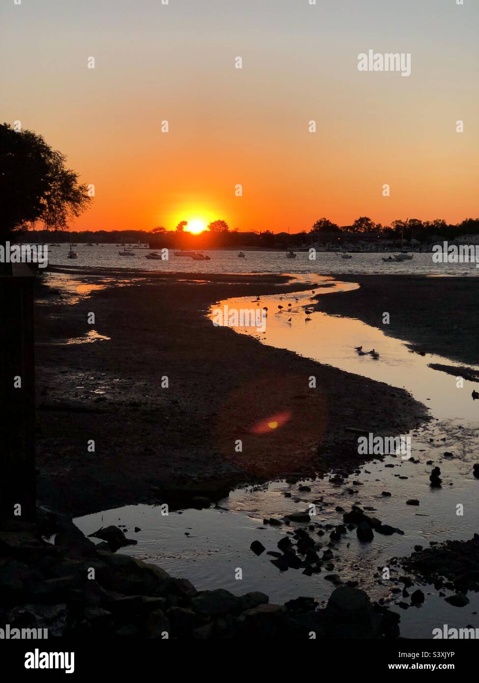 Oiseaux dans une eau d'océan à marée basse au coucher du soleil - Image de stock capturée avec un smartphone