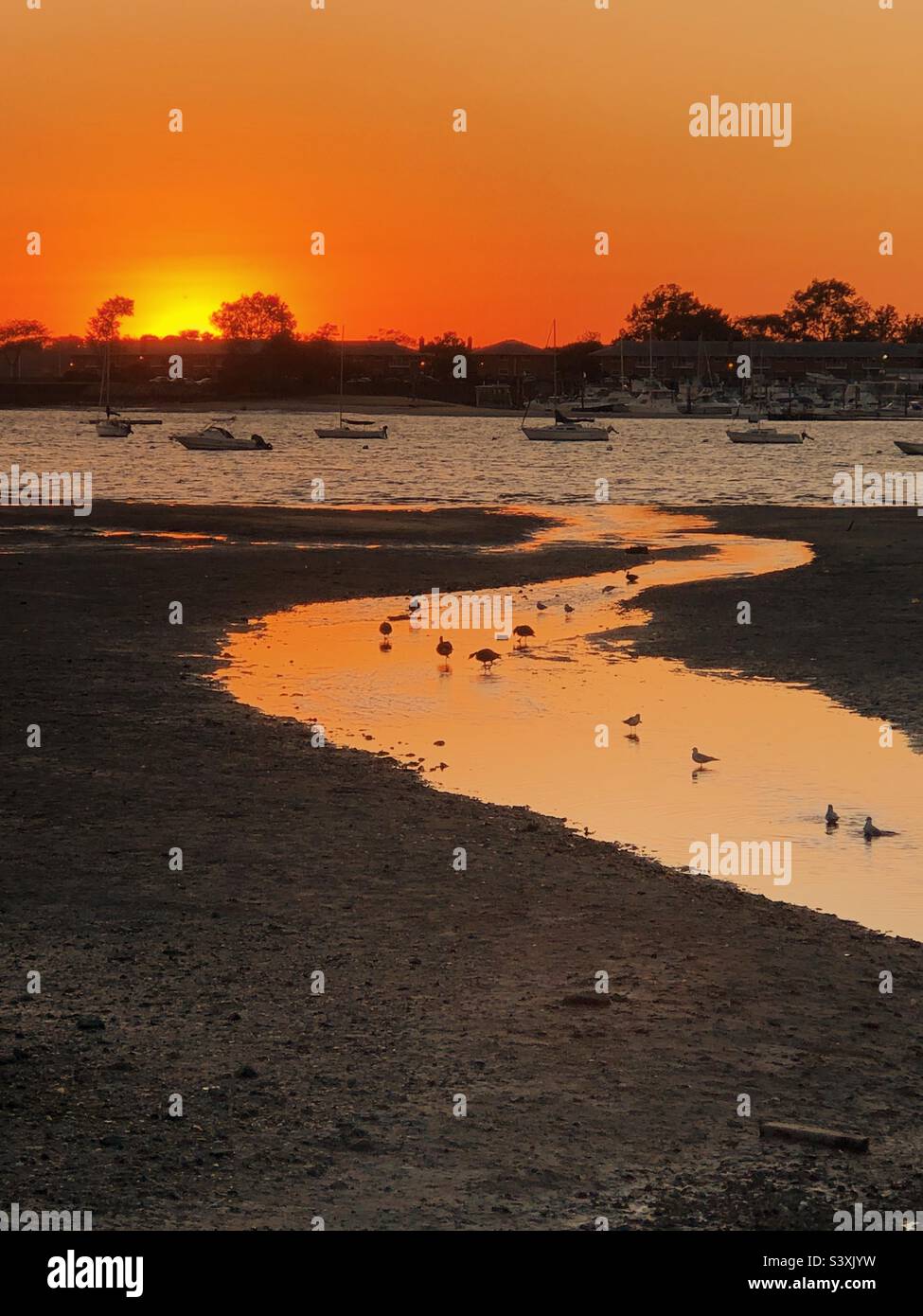 Oiseaux à marée basse vue sur l'océan avec beau coucher de soleil - Image de stock capturée avec un smartphone