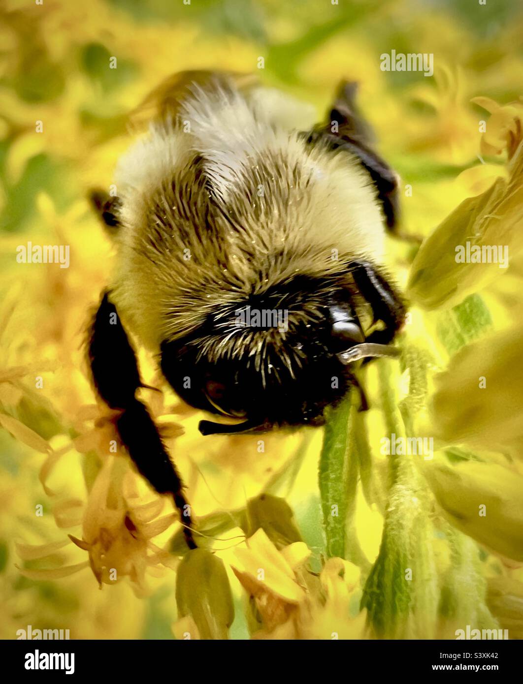 Une petite abeille jaune et noire reposant sur une fleur jaune dans les bois de la Géorgie du Sud. Banque D'Images