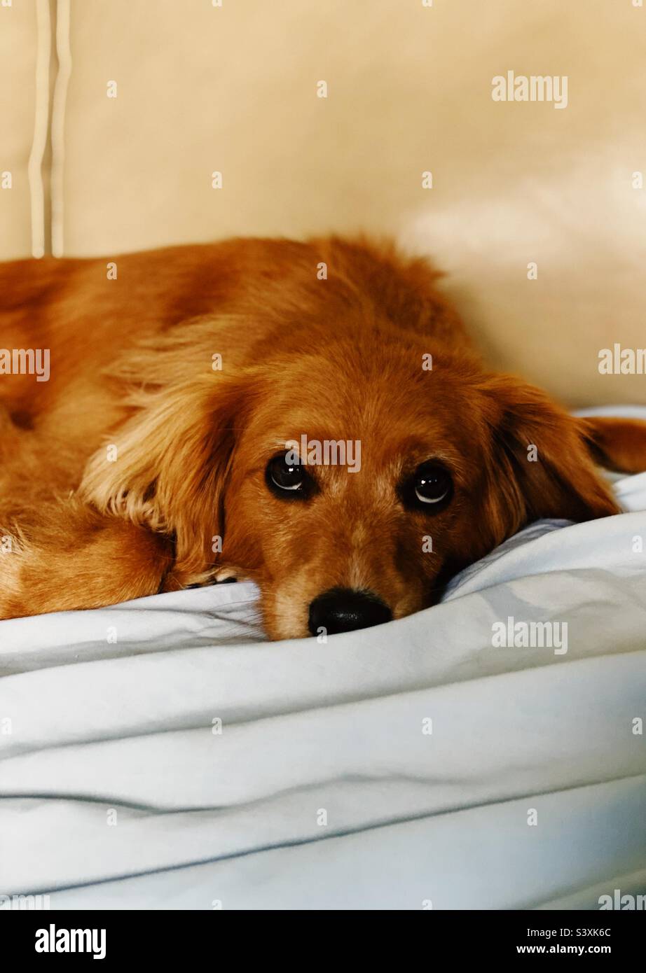 Yeux de chien souleux Banque D'Images