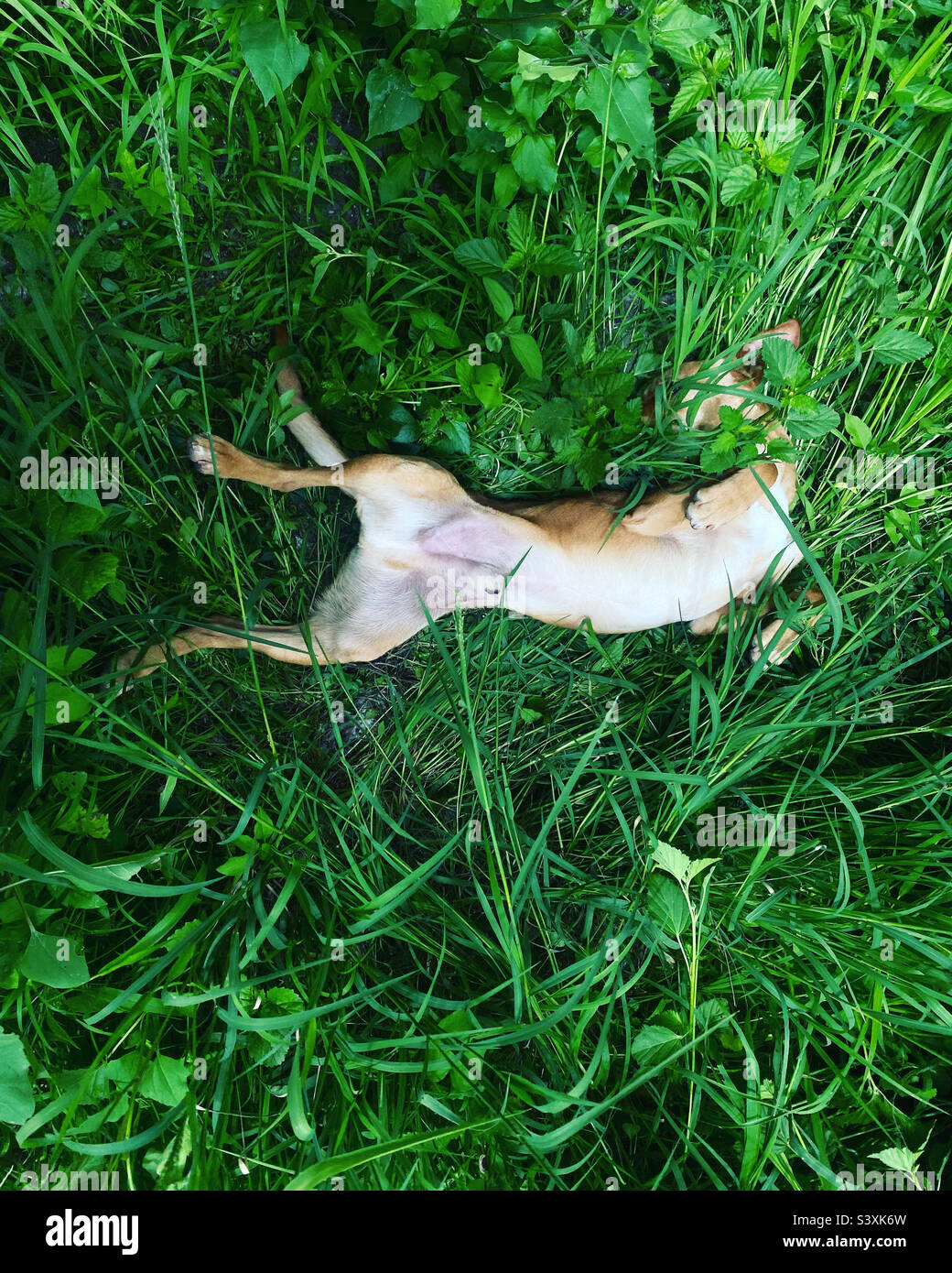 Un chien jouant dans l'herbe verte cachant sa tête à Queretaro, Mexique Banque D'Images