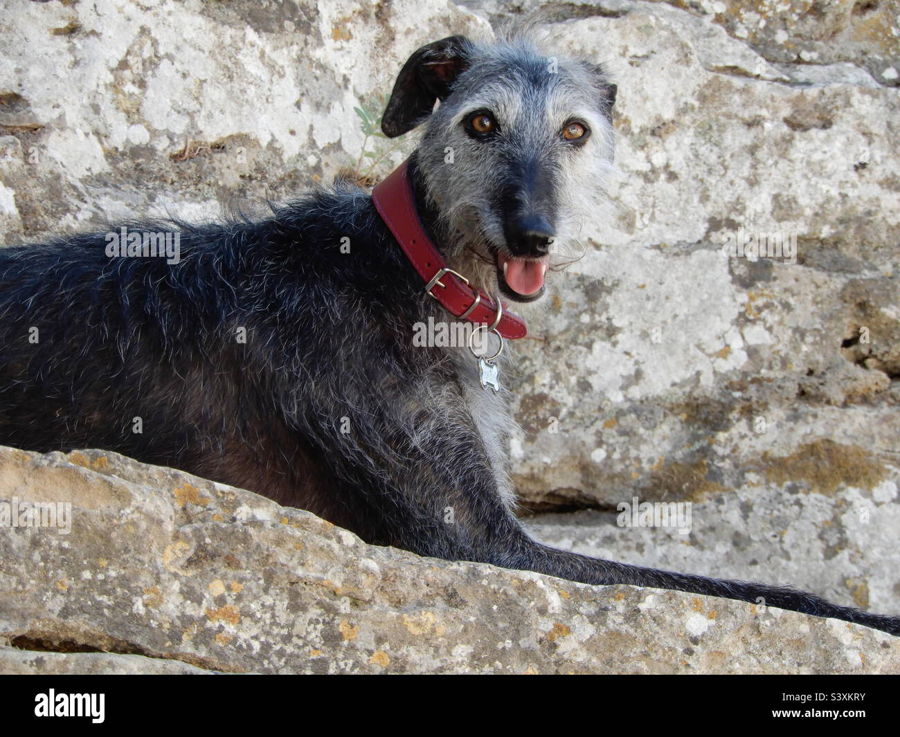 Greyhound espagnol (galgo español) dans le sud de l'Espagne Banque D'Images