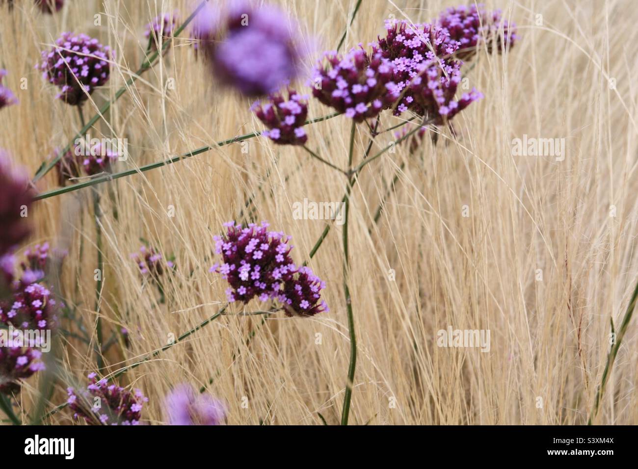 Verveine dans les graminées Banque D'Images