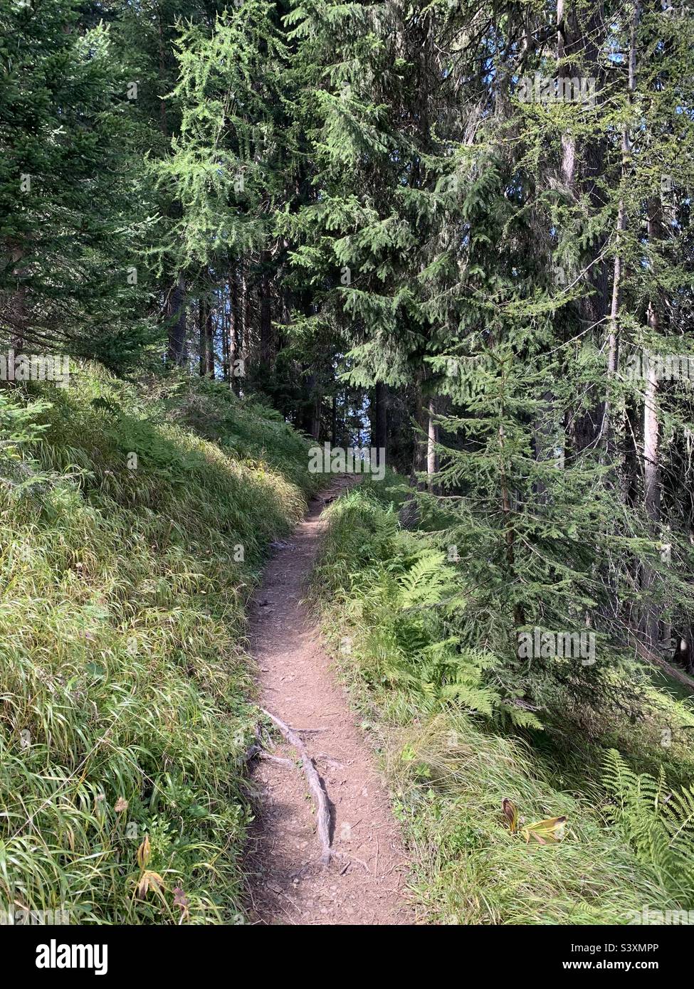 Sentier de montagne dans les bois. Banque D'Images
