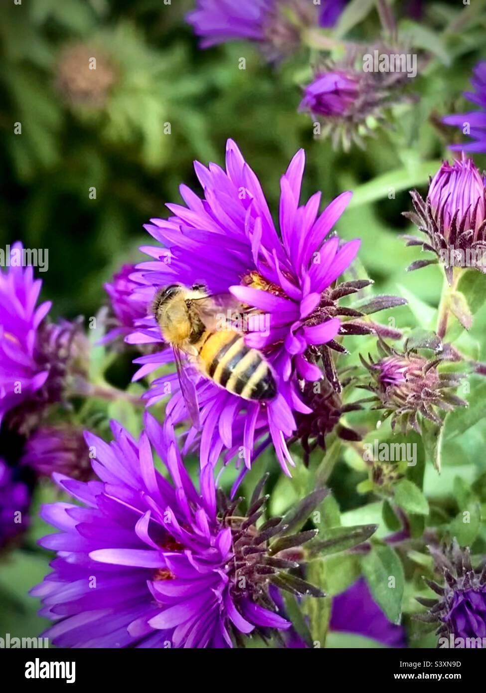 WESTERN Honeybee sur un Aster violet Banque D'Images