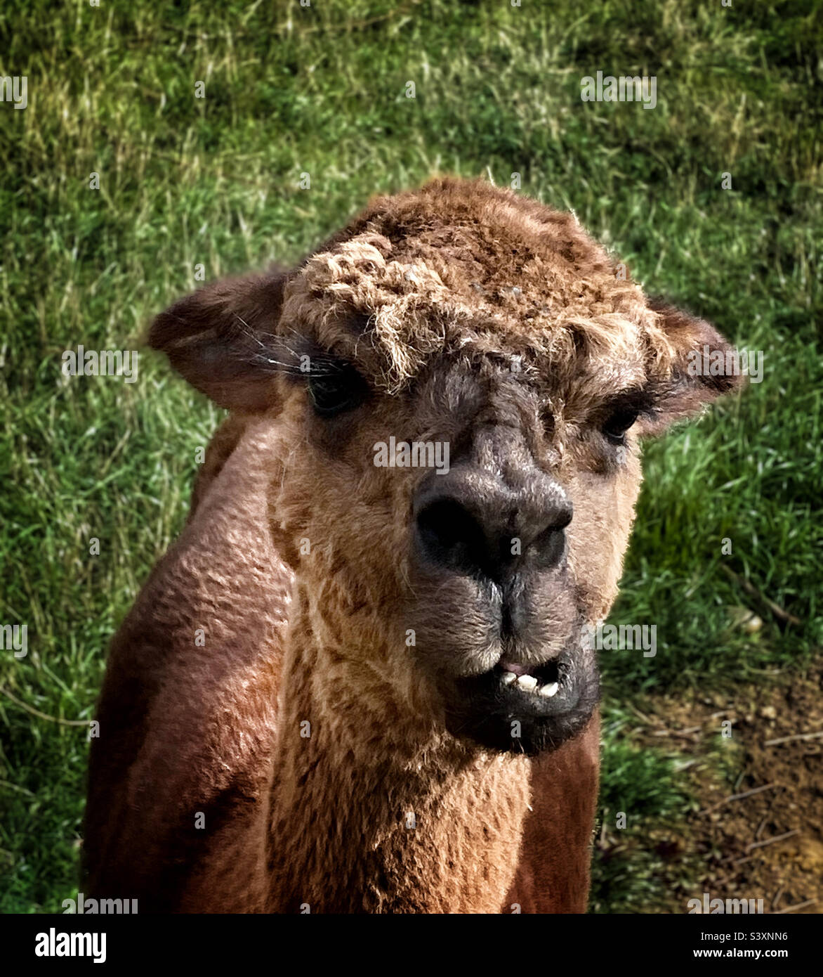 Vue rapprochée d'un mammifère camélidé d'Amérique du Sud domestiqué par l'alpaga dans un pâturage en herbe rugueuse Banque D'Images
