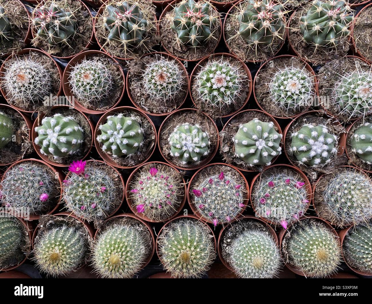 Beaucoup de mini plantes cactus à vendre dans un centre de jardin Banque D'Images