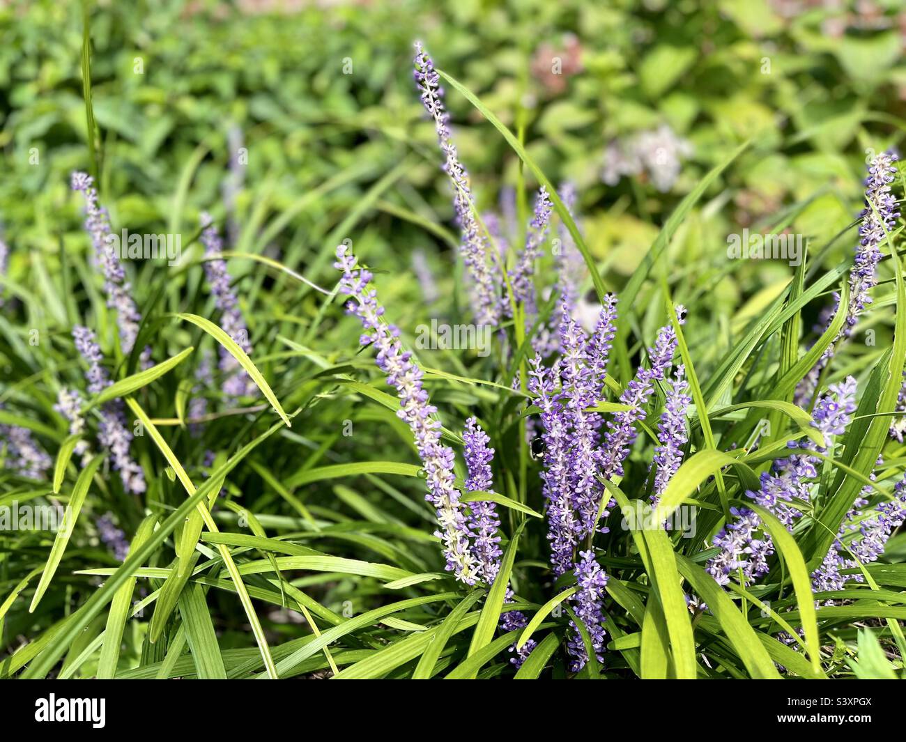Jardinage - Image de stock capturée avec un smartphone