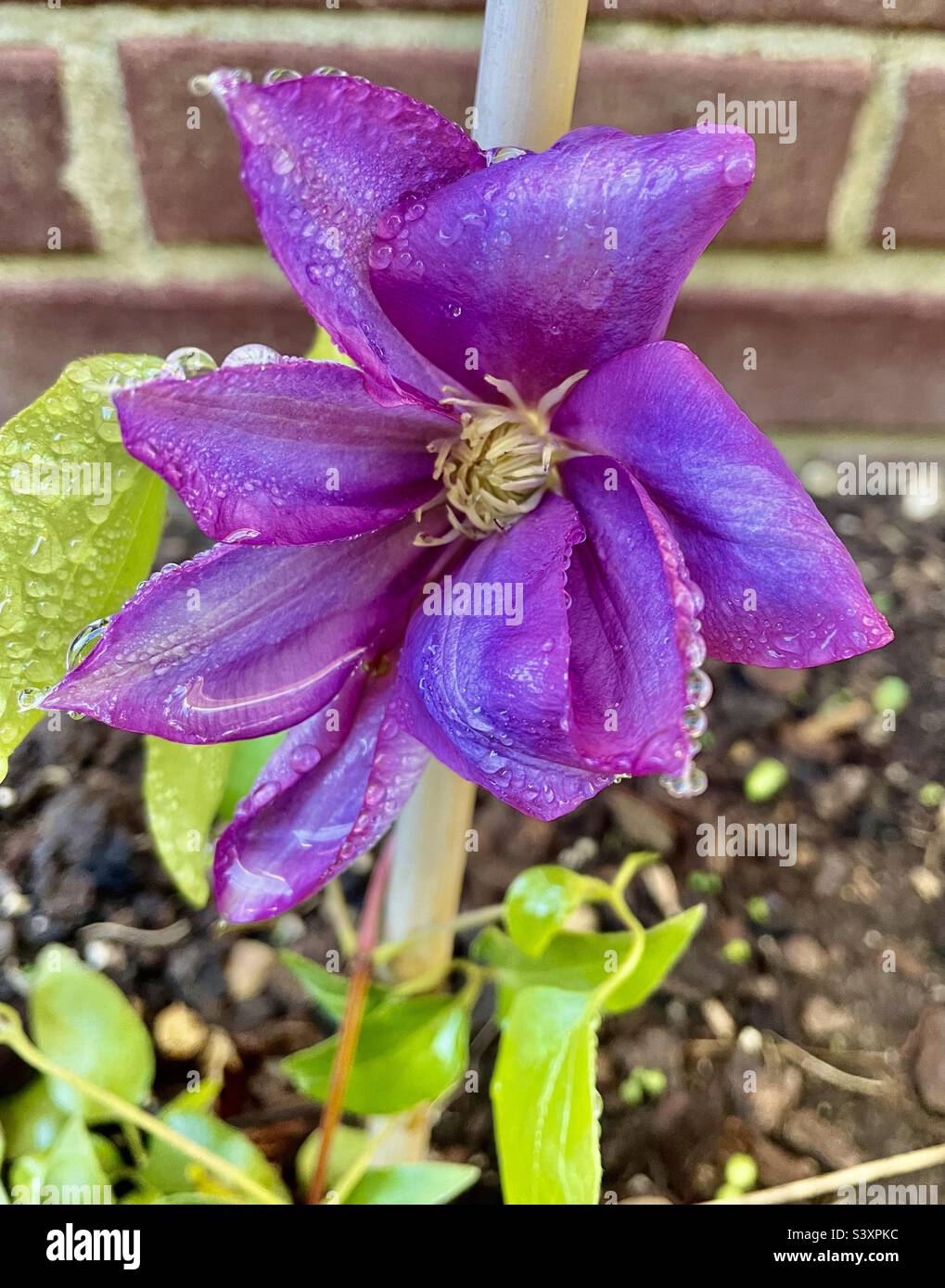 Clématis mauves dewy Banque D'Images