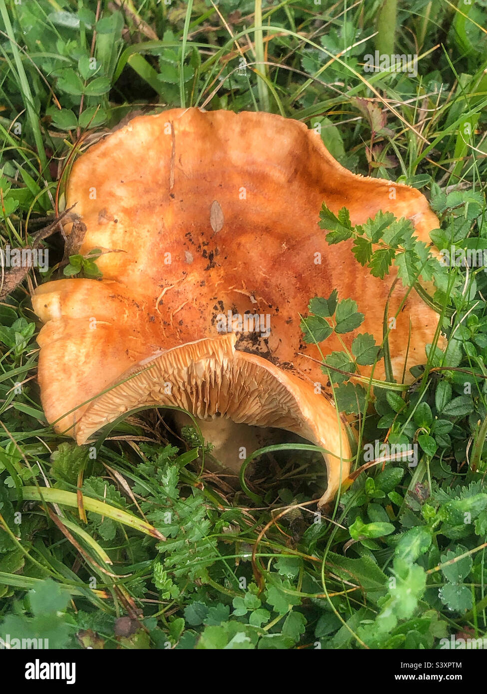 Champignons des prairies poussant sur la colline de Sainte-Catherine en octobre 2022. Winchester Hampshire Royaume-Uni - Image de stock capturée avec un smartphone