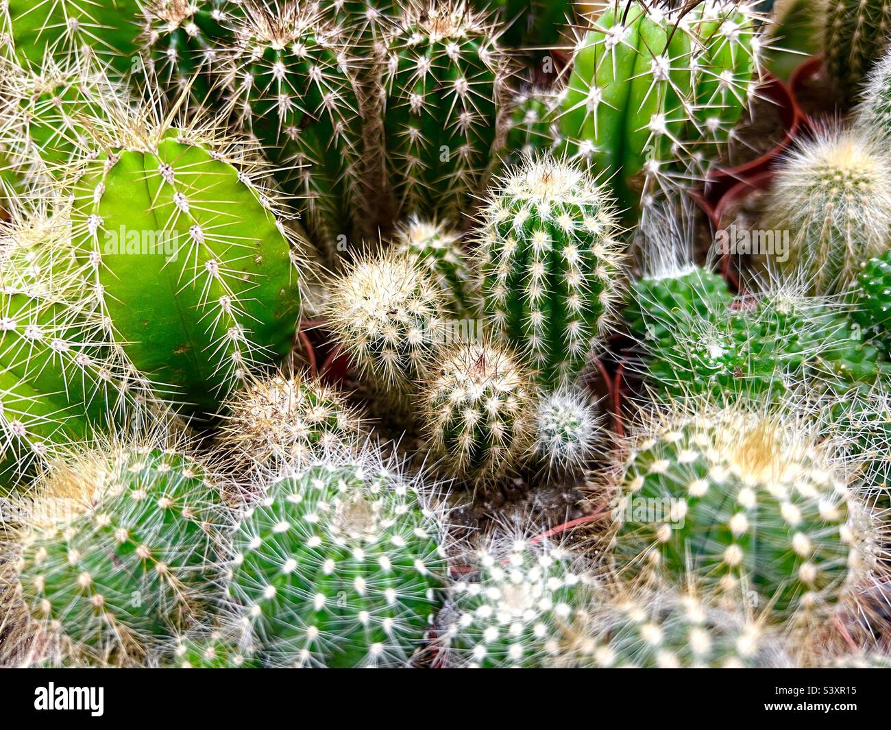 Sélection de diverses plantes cactus cactus. Fût de variété, chapeau épiscopal. Plantes d'intérieur Banque D'Images
