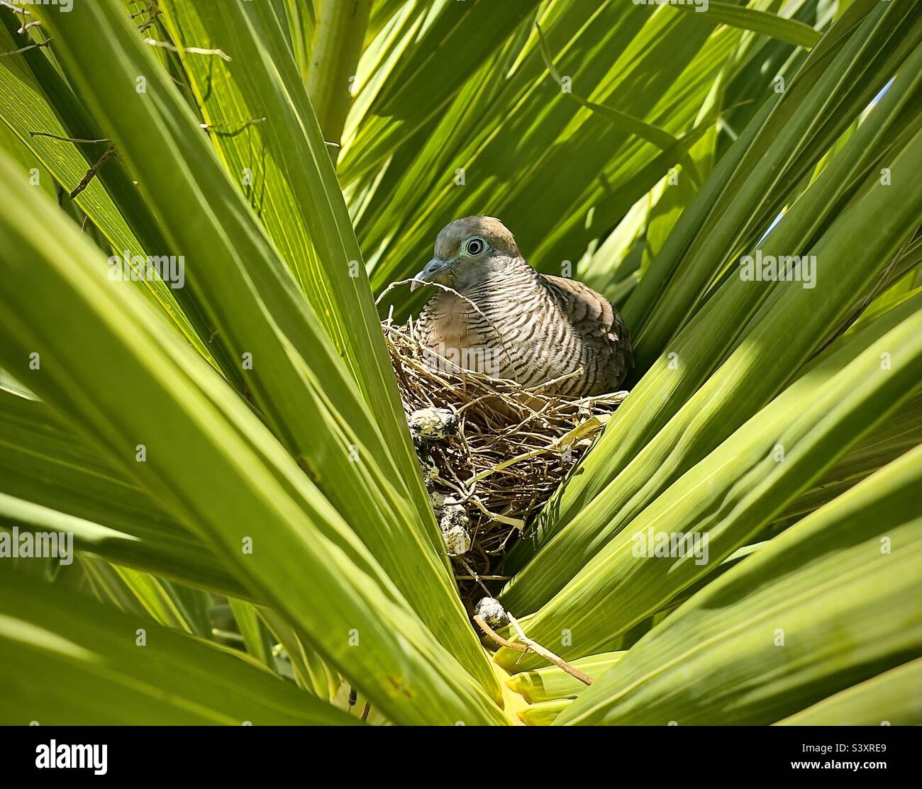 Zebra Dove, geopelia striata, nichant parmi les feuilles de palmier. Beau champ, GRSE, Maurice - Image de stock capturée avec un smartphone Zebra Dove, geopelia striata, nichant parmi les feuilles de palmier. Beau champ, GRSE, Maurice - Image de stock capturée avec un smartphone