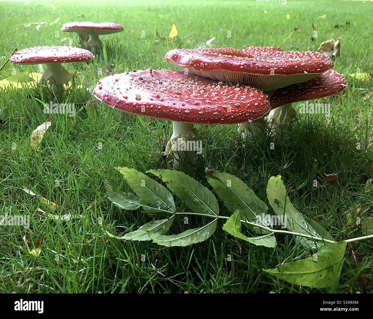 Automne, champignons, rouge, vert, beauté, nature, rêve Banque D'Images