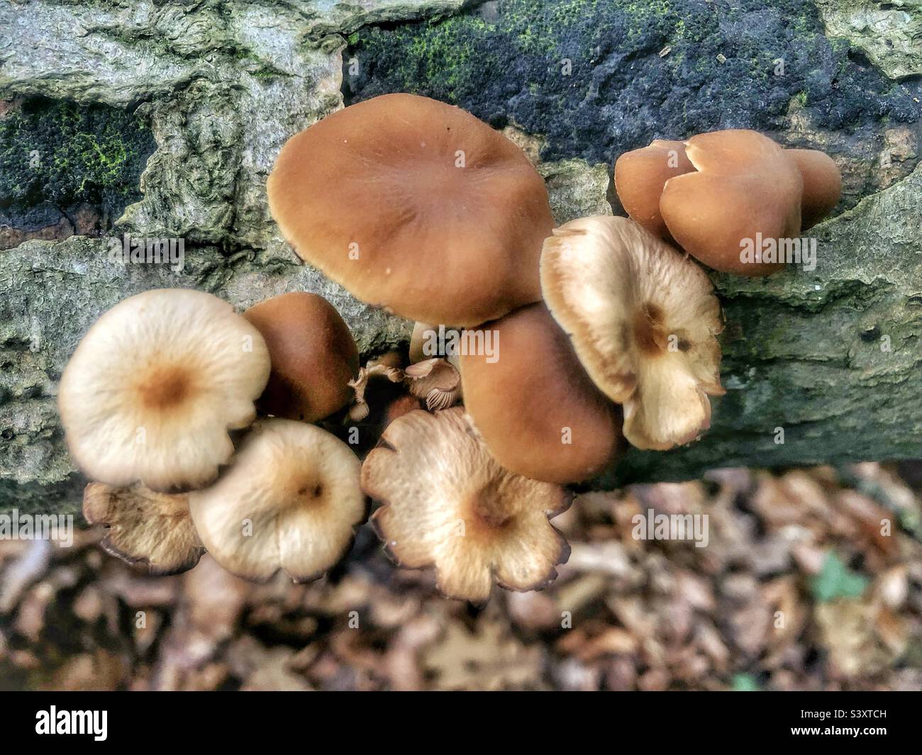 Champignons poussant sur un arbre tombé dans une forêt du Hampshire, Royaume-Uni Banque D'Images