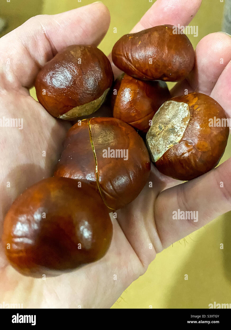 Une main pleine de conkers ramassés à partir du sol sous un arbre de châtaignier de cheval. Banque D'Images