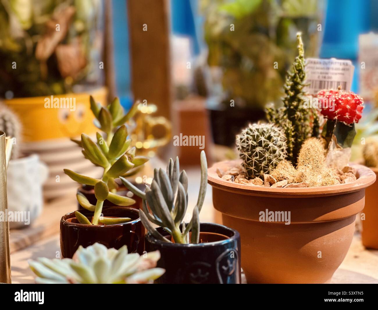 Plantes d’intérieur Banque D'Images