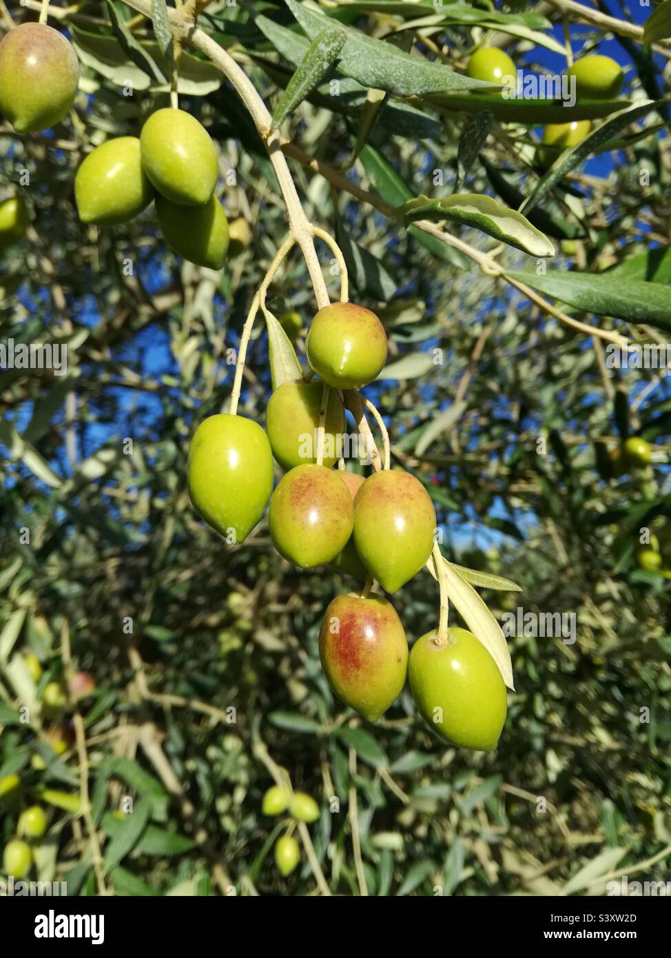 Olives Banque D'Images