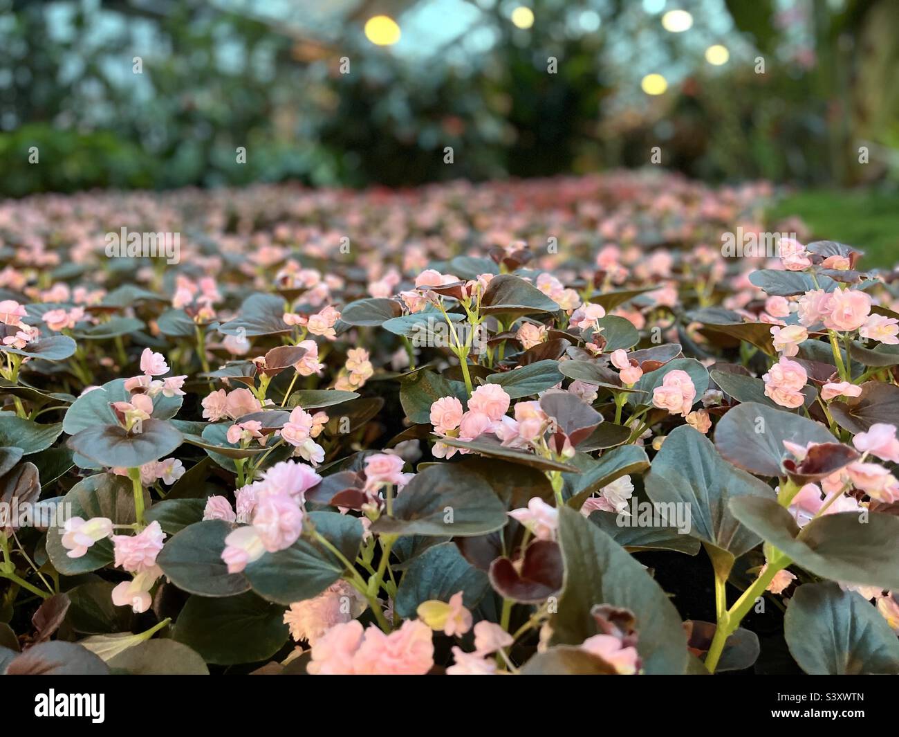 Fleurs roses - Image de stock capturée avec un smartphone