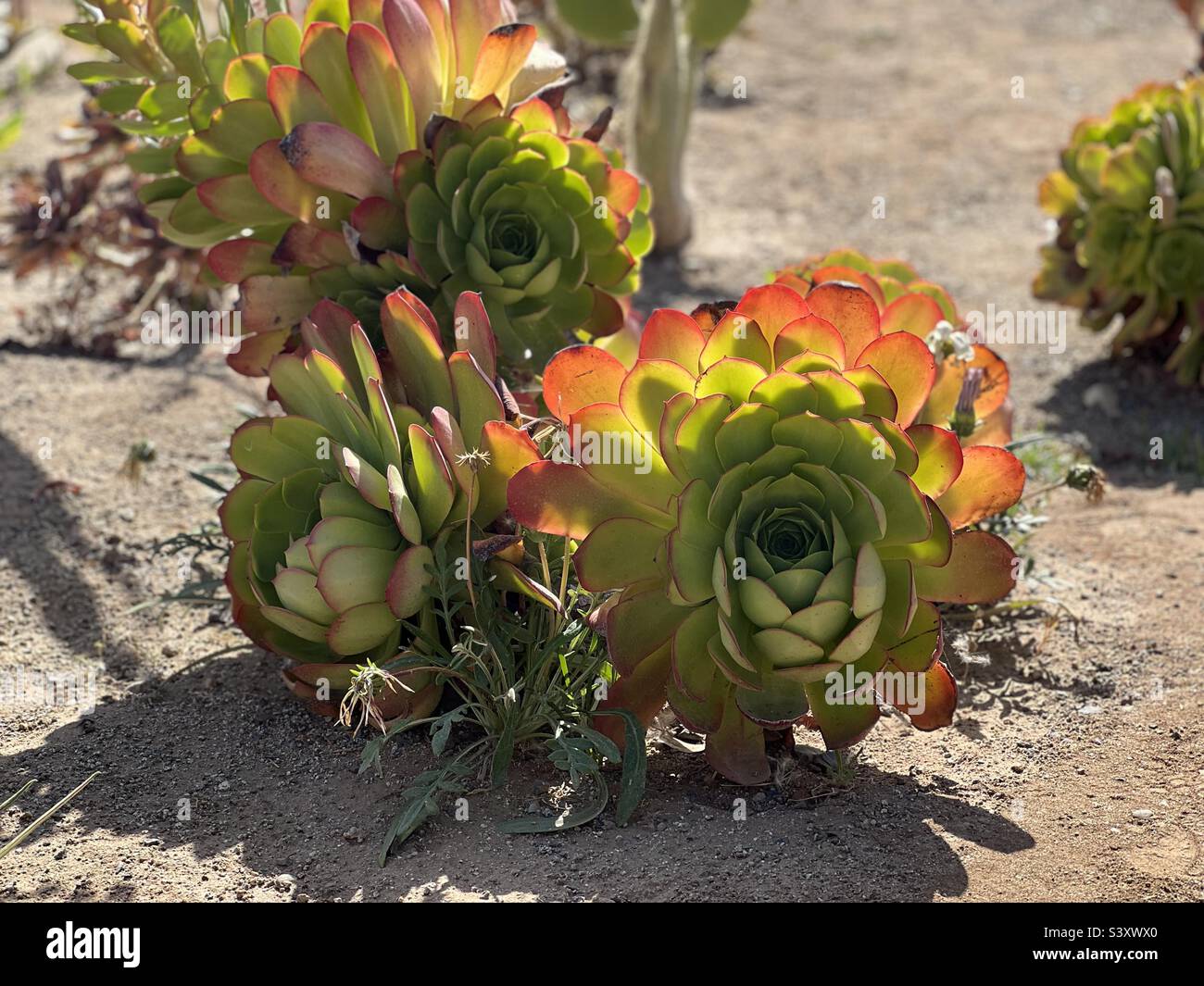 Un cactus / succulent qui grandit dans la nature à Ensenada au Mexique lors d'une belle journée chaude. Banque D'Images