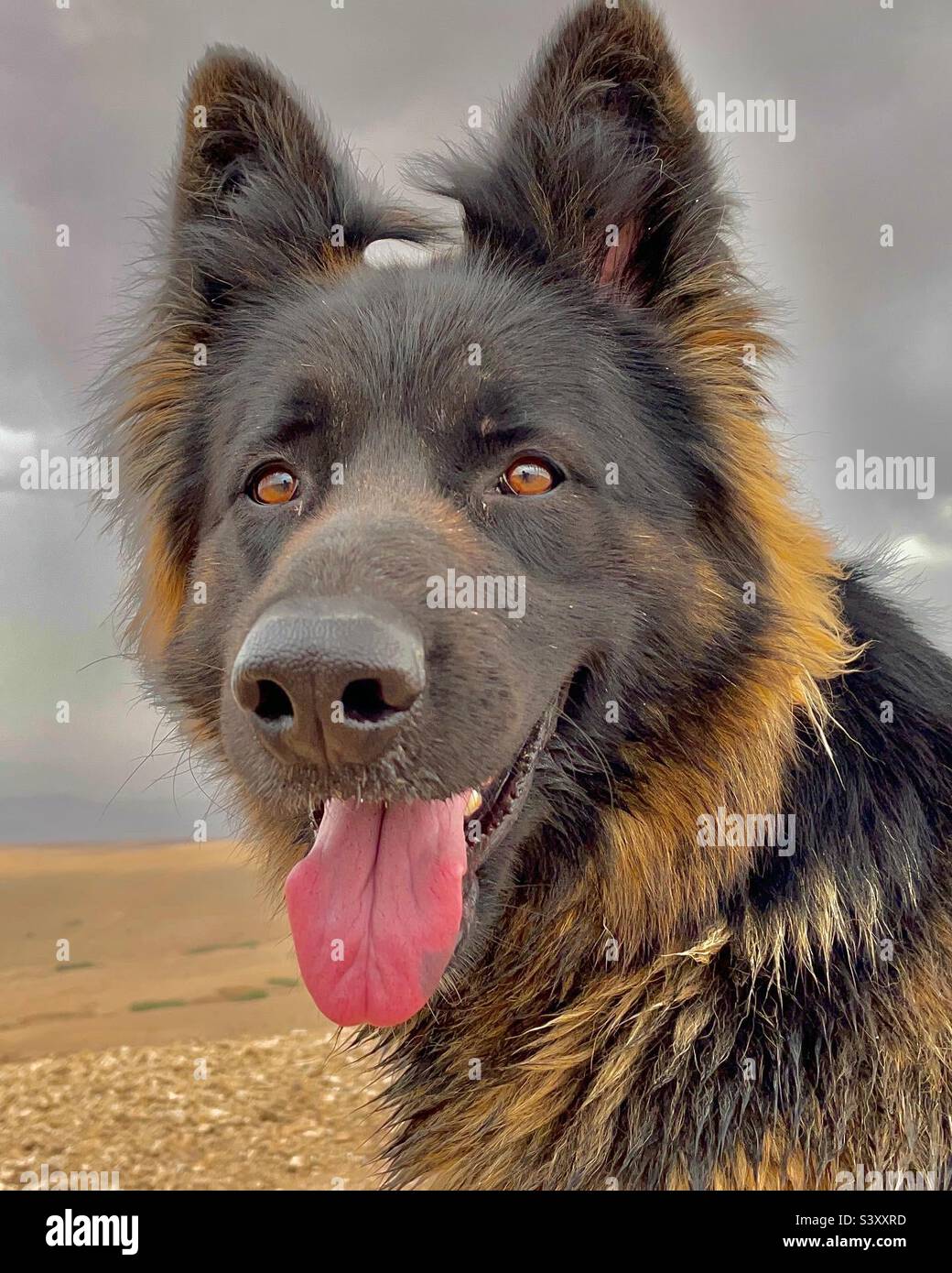 Shelby, mon berger allemand souriant à la caméra - Image de stock capturée avec un smartphone