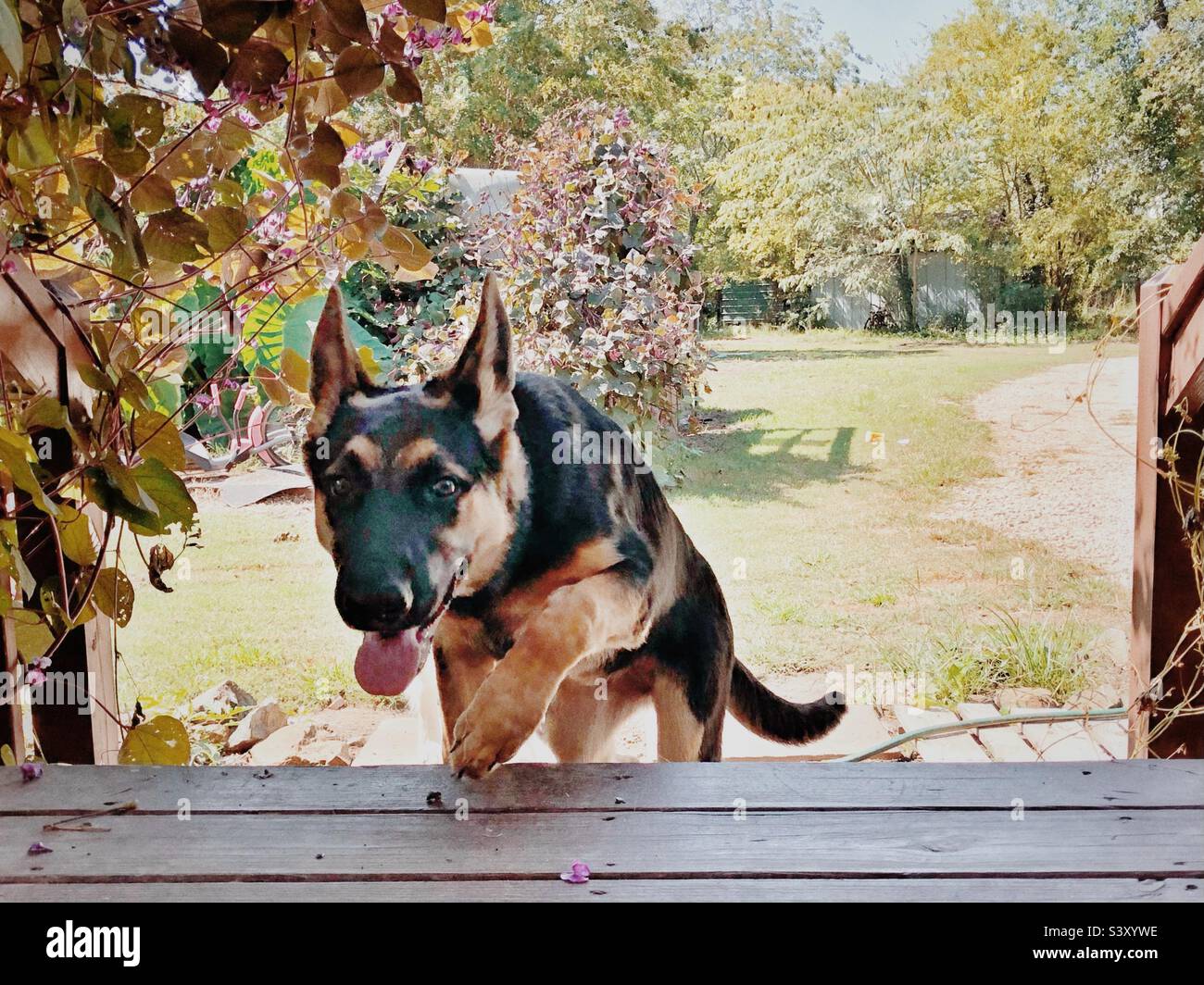 Le chien de ferme monte sur les marches du porche avant après une poule mouillée Banque D'Images