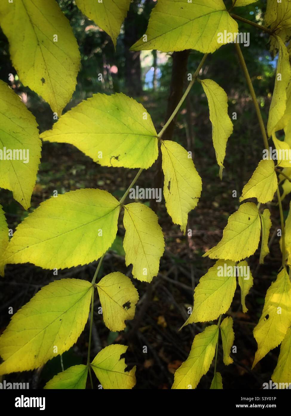 Feuilles de près - Image de stock capturée avec un smartphone