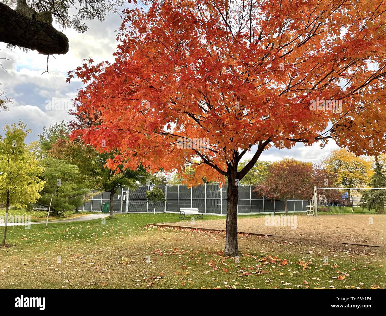 Feuille d'érable colorée. Changement saisonnier. Automne dans un parc du Minnesota. - Image de stock capturée avec un smartphone