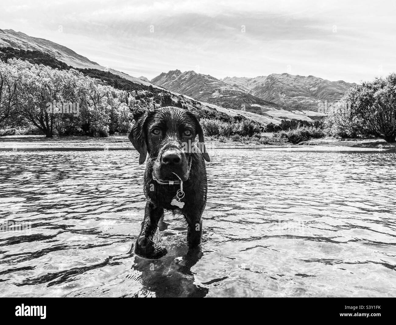 Photo noir et blanc de chien dans l'eau - Lac Wanaka, Nouvelle-Zélande Banque D'Images