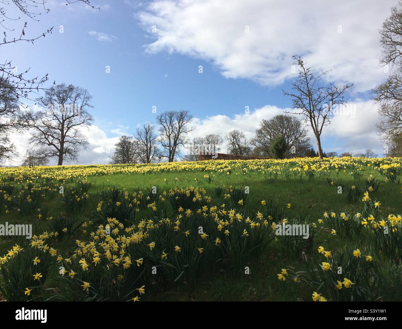 Prairie de fleurs jaunes Banque D'Images