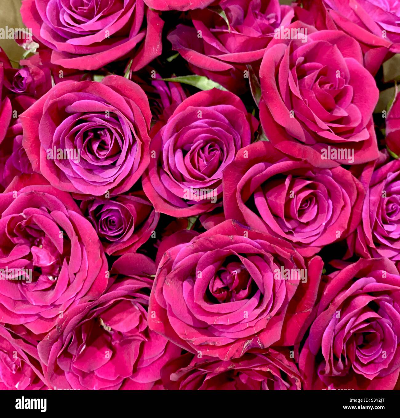 Un étalage de roses rouges roses roses roses roses roses roses. - Image de stock capturée avec un smartphone