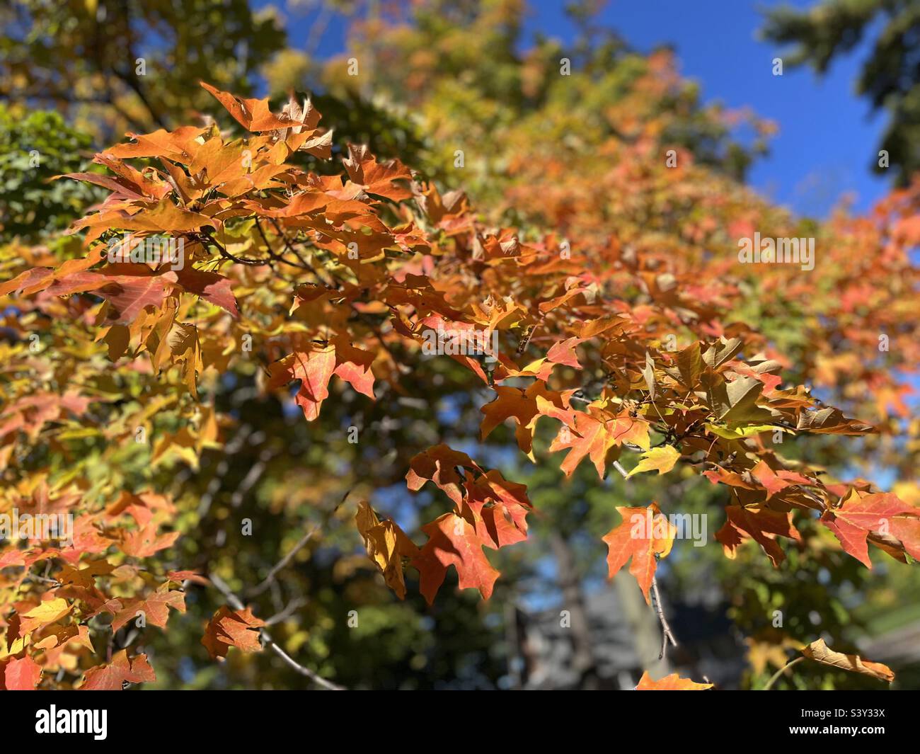 Belles feuilles d'érable orange avec ciel bleu - Image de stock capturée avec un smartphone