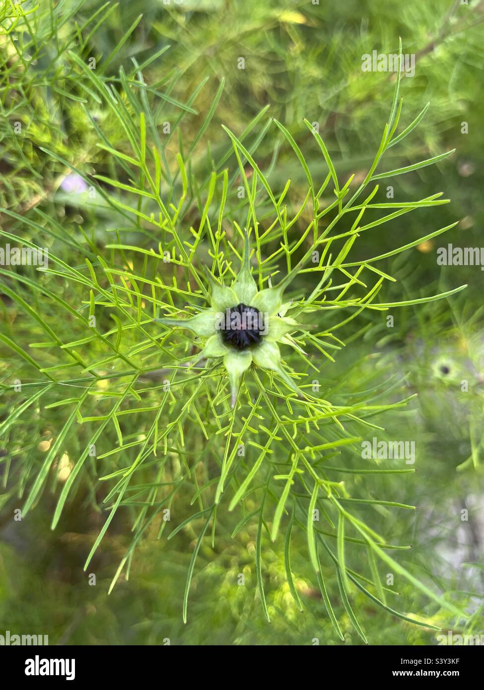 Bouton de fleur de Nigella Banque D'Images