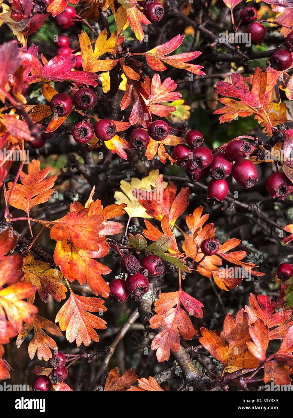 Haie d'aubépine haie d'aubépine avec feuilles d'automne et baies en maturation, Crataegus monogyna Banque D'Images