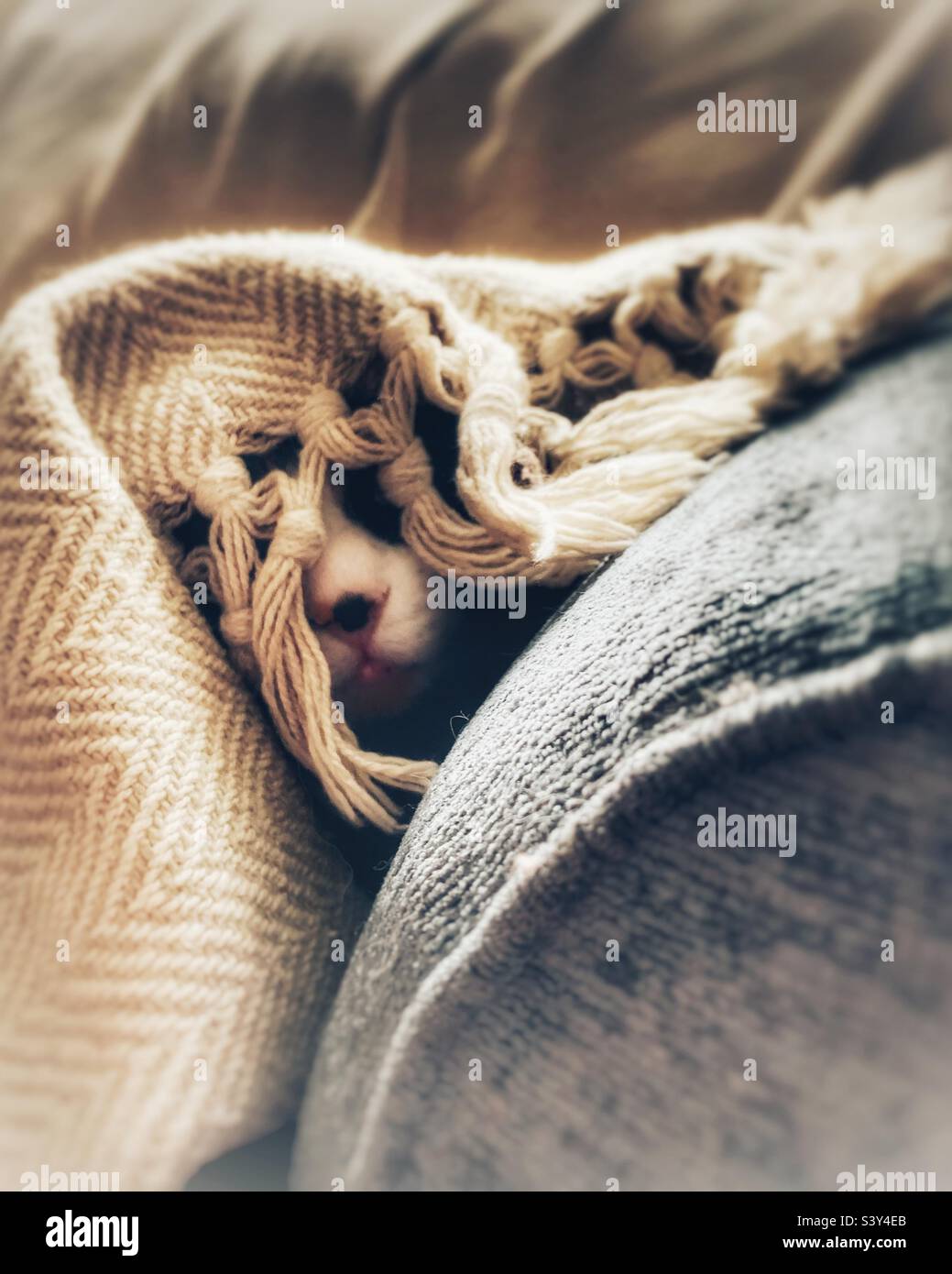 Calico chat sous une couverture - Image de stock capturée avec un smartphone